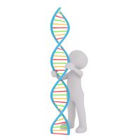 3D-Maenchen DNA